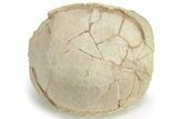 Oligocene Fossil Tortoise (Stylemys) - South Dakota #235563-1
